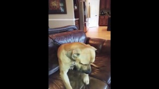 Dog Hides Whole Sandwich in his Mouth