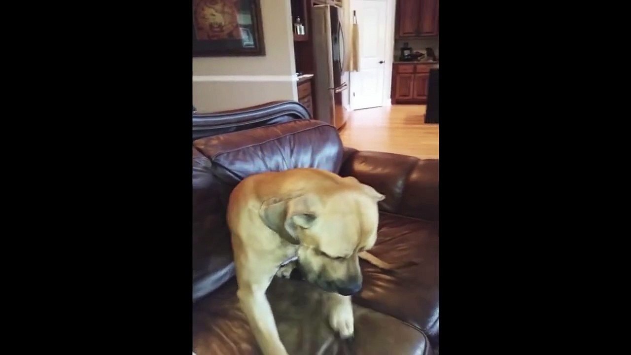 Dog Hides Whole Sandwich in his Mouth