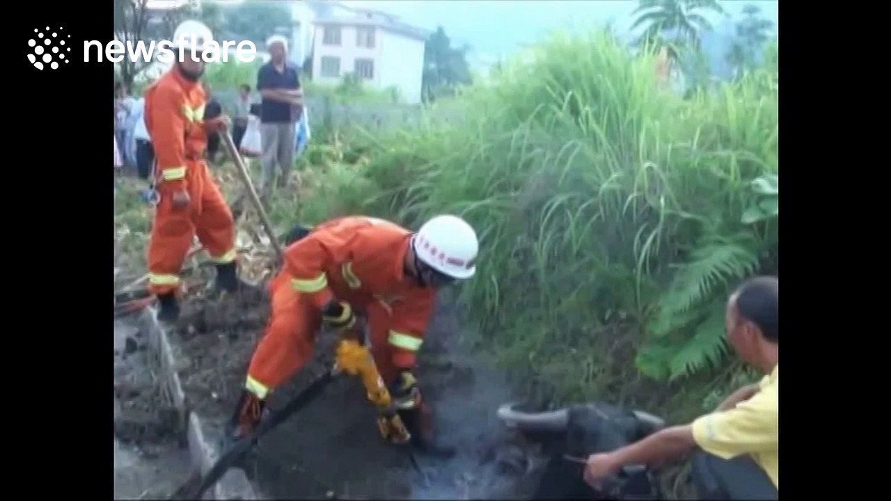 Firefighters rescue pregnant buffalo trapped in a well