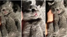 Gatinho a adormecer de barriga para cima é a coisa mais fofa que vais ver hoje