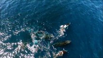 Drone Footage Captures Migrating Whale Pod Off Australian Coast