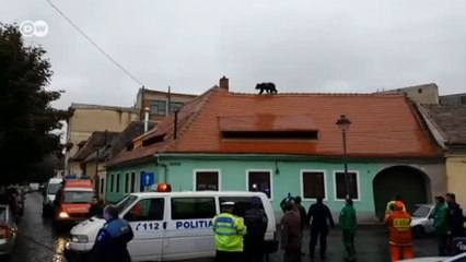 Urso invade perímetro urbano de cidade romena