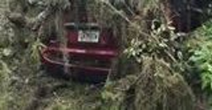 Minivan Survives Crushing by Tree, Is Driven Away