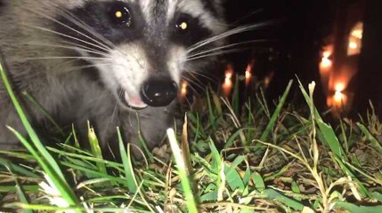 N'essayez pas de filmer un raton laveur de trop près