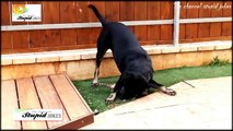 Funny Cats & Dogs Compilation! - Funny cats dancing-Video stupid jokes