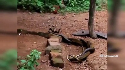 Latest Most Viral Whatsapp Funny Videos - Snake Vs Snake -