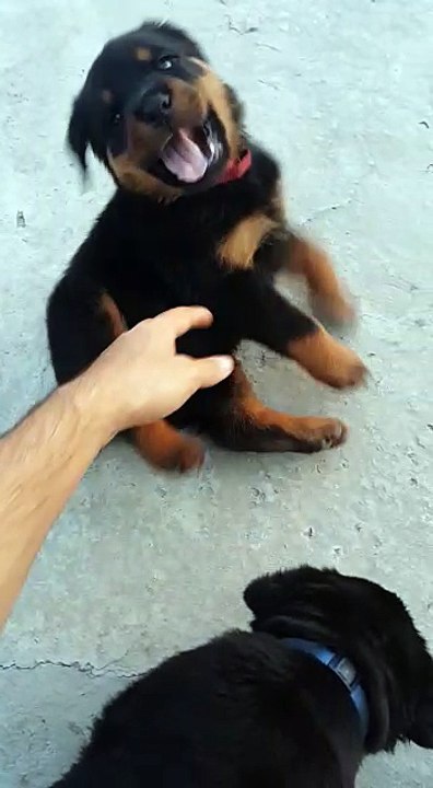 road wheeler puppy