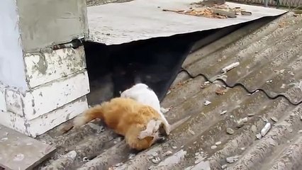 pelea callejera de gatos 2