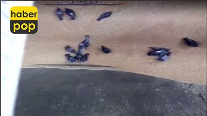 Güvercinler ekmek makinesinde öğütülüp ekmek oldu