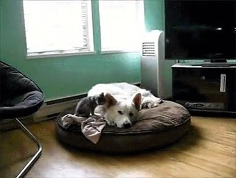 Закадычные друзья