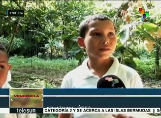 Vzla: El cacao, la apuesta de agricultores para impulsar la economía