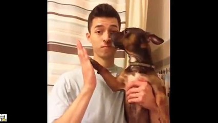 Best Funny Dog And Puppy Vines Compilation 2