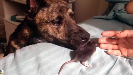 Cute rat and a dog play together