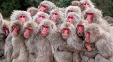 Les singes japonais : leurs habitudes étonnantes sur les réseaux sociaux 🐒