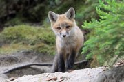 GoPro Captures Curious Fox Cubs Playing Together