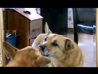 Dog Finds Love in Mirror