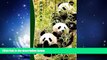 Choose Book Pandas Notebook: Gifts / Presents ( Chinese Giant Panda Bears Ruled Notebook ) (Animal