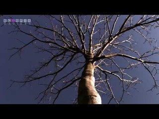 ECOSFIX - Etudier le fonctionnement des racines des plantes