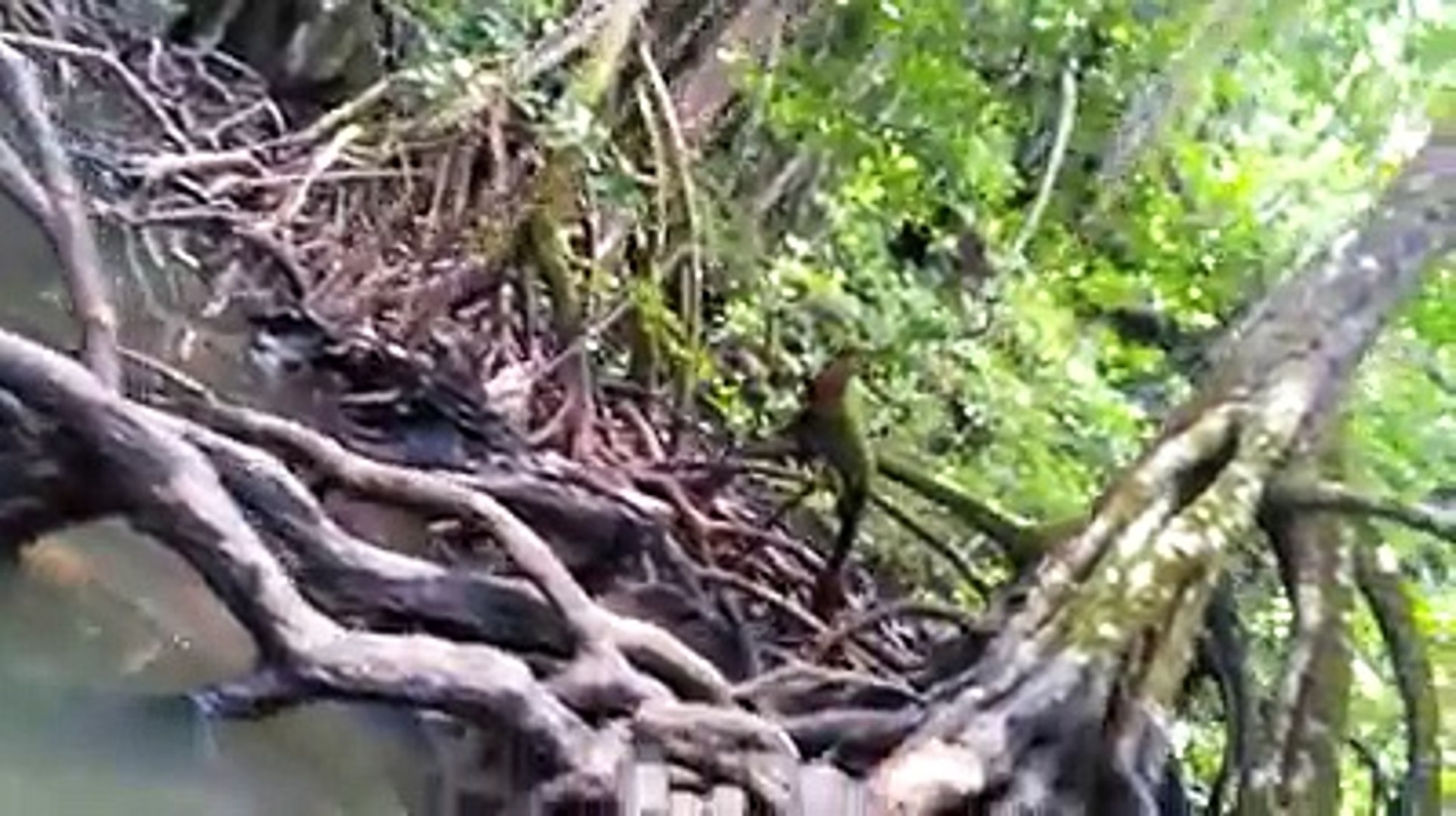 Philippine Mangrove (Bakawan) at Palawan