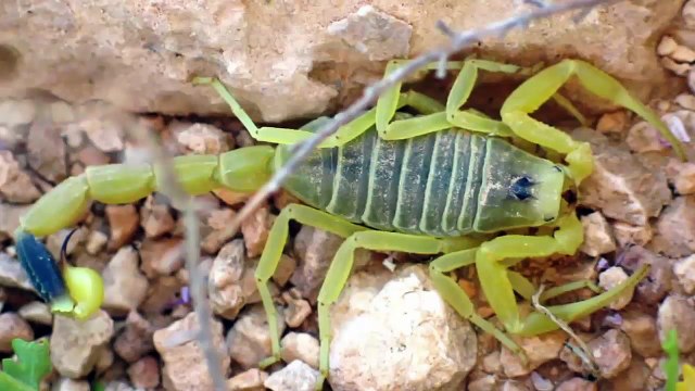 10 most terrifying animals