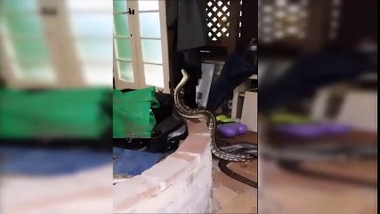 Australian Carpet Pythons In A Battle For Sex