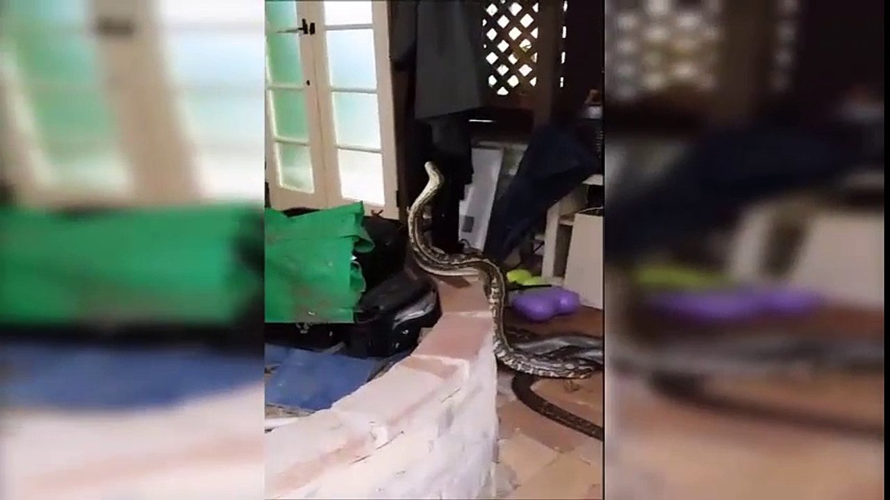 Australian Carpet Pythons In A Battle For Sex