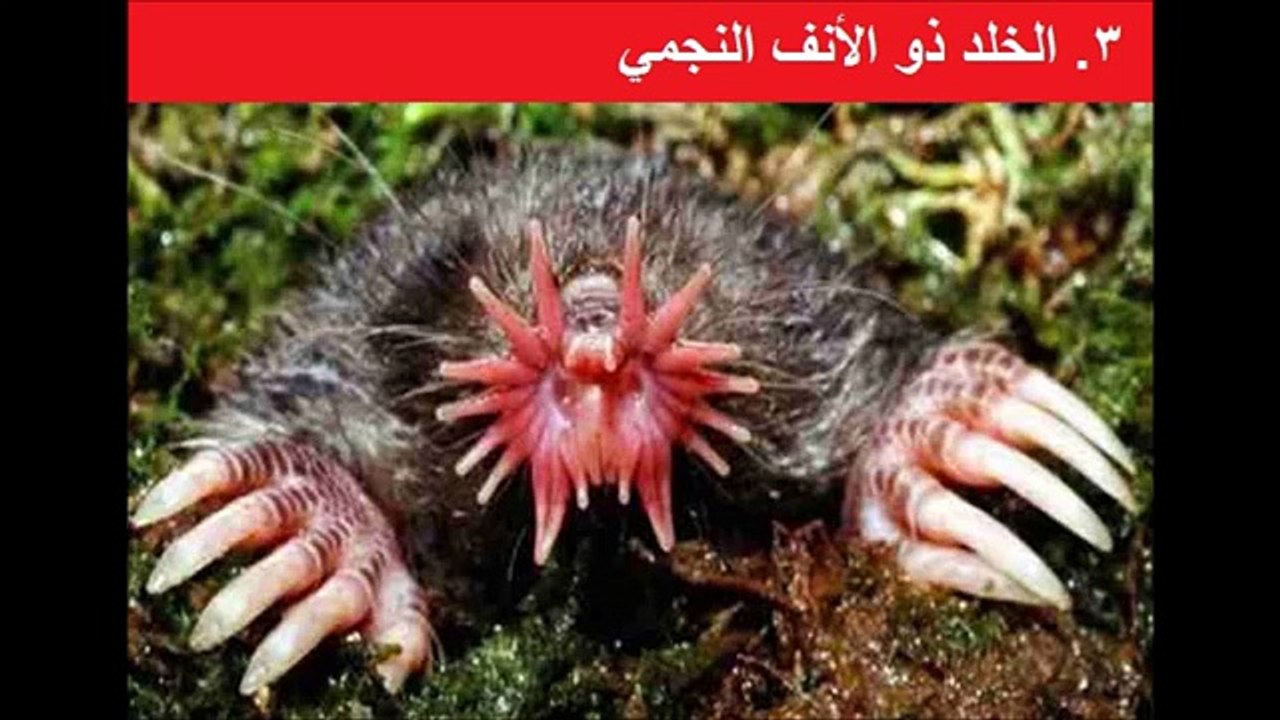 أغرب 6 حيوانات في العالم.. لن تصدق ما ستراه