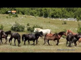 İstikamet Bosna Hersek - 3. Bölüm - TRT Avaz
