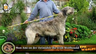 15 BIGGEST Dogs In The World Ever Seen!!