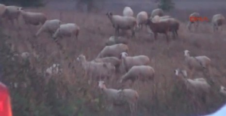 Скачать видео: Görüntülü Haber) Bataklığa Saplanan 50 Küçükbaş Hayvanı İtfaiye Kurtardı