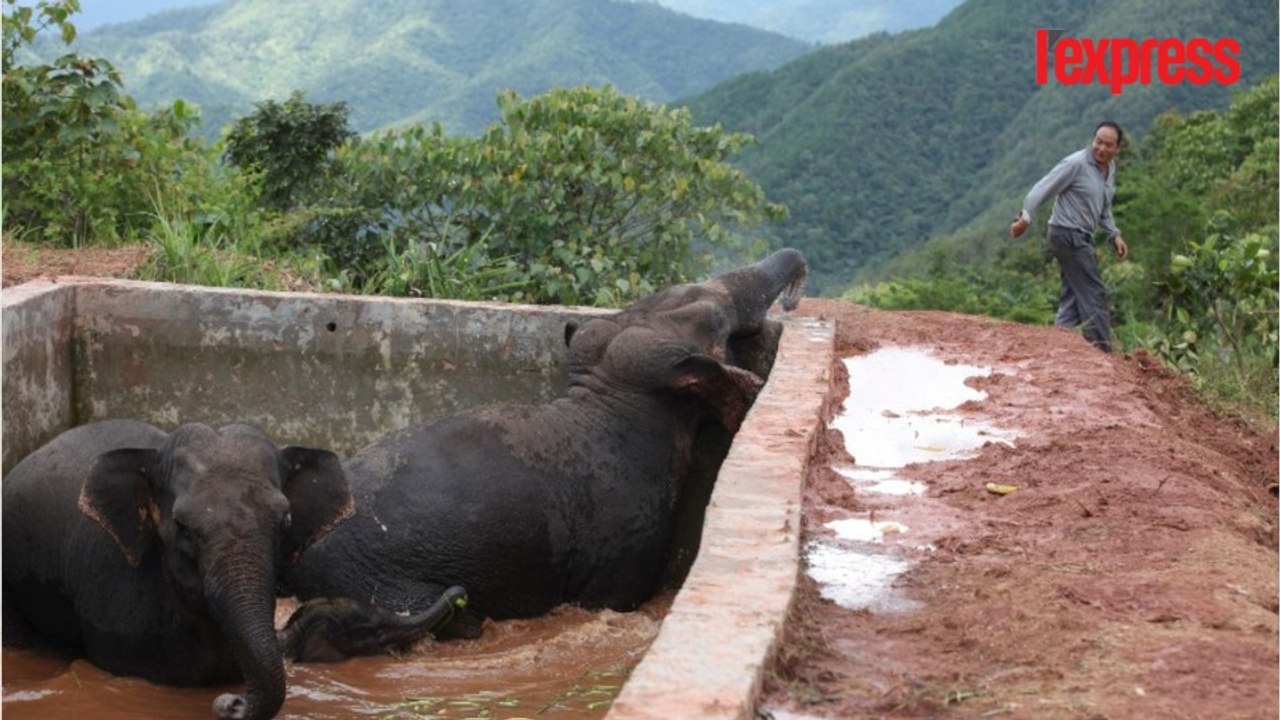 Chine: trois éléphants pris au piège dans un réservoir d'eau