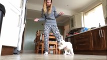 Talented Westie performs incredible dog tricks