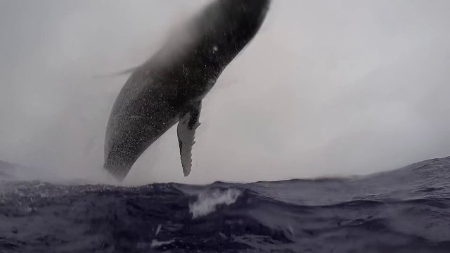 Un saut de baleine hors de l'eau filmé par un plongeur à 5m !