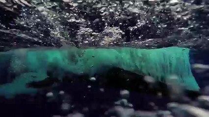 Un plongeur filme le saut hors de l'eau d'une baleine