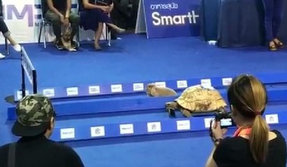 Kamplumbağa ile tavşan masalı gerçek oldu