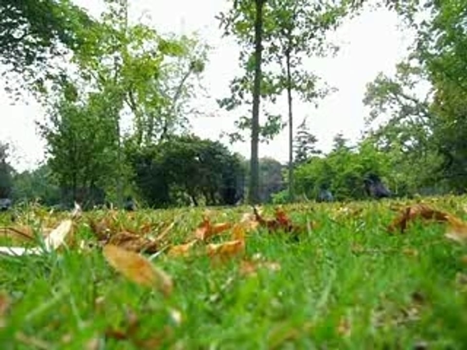 25 corneilles bois boulogne 16.8.07 n°2..  corbeau