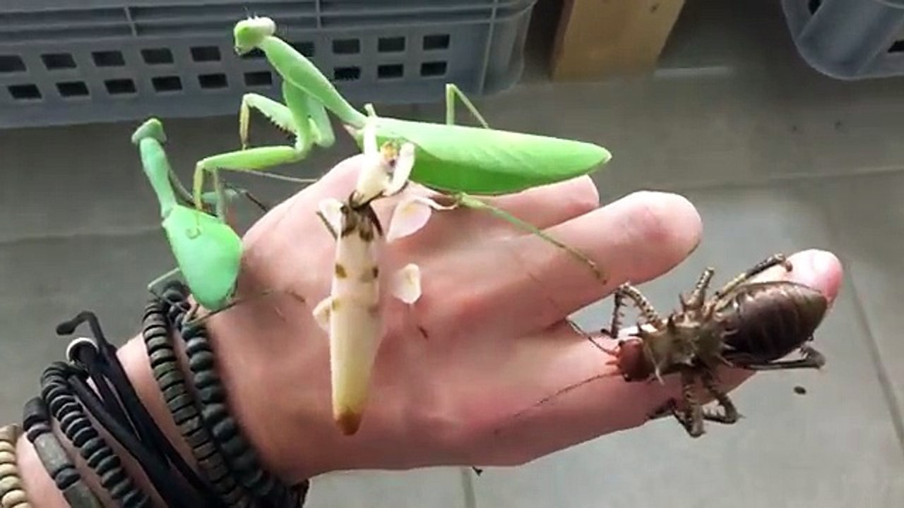 Des insectes sur une main