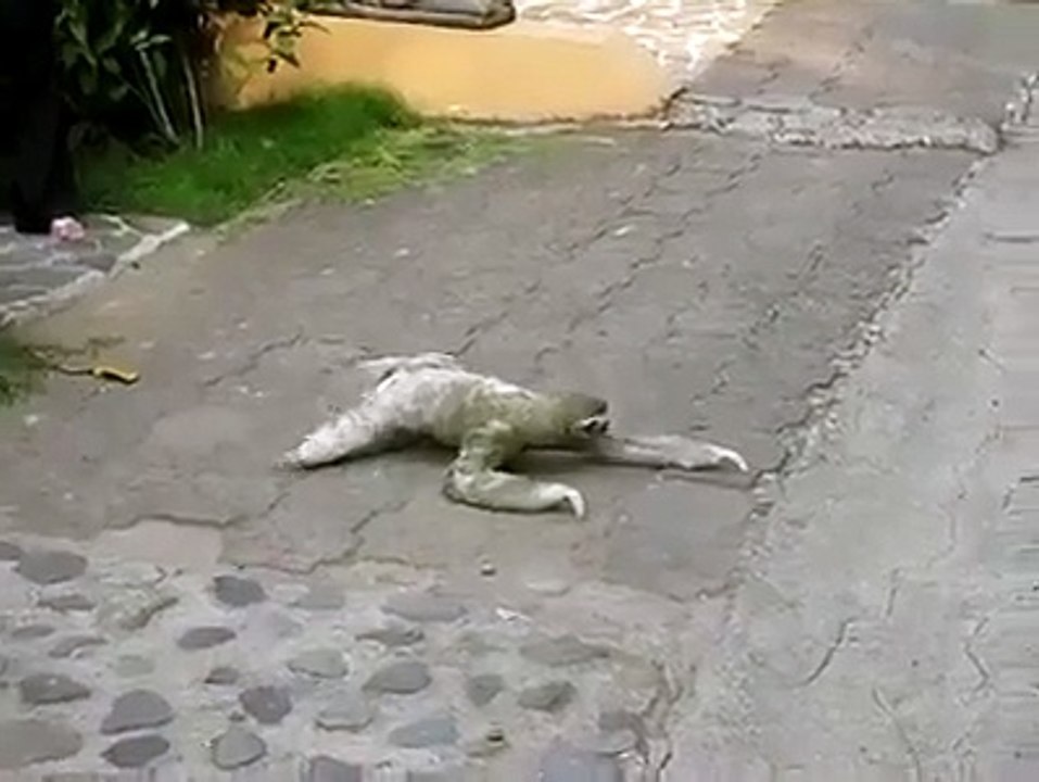 yolun ortasındaki ilginç yaratık !