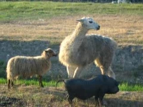 Copains comme cochons