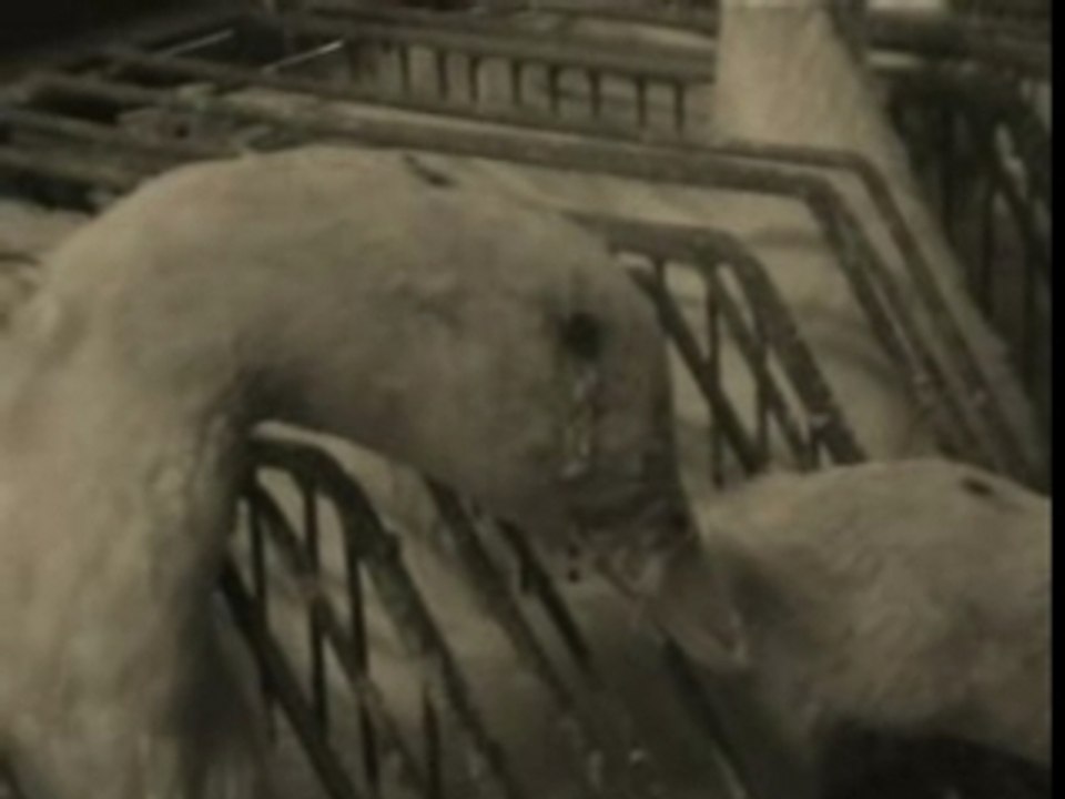 Les dessous du foie gras !