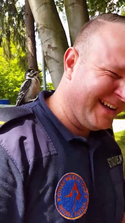 Un Pivert pense que cet homme est un arbre