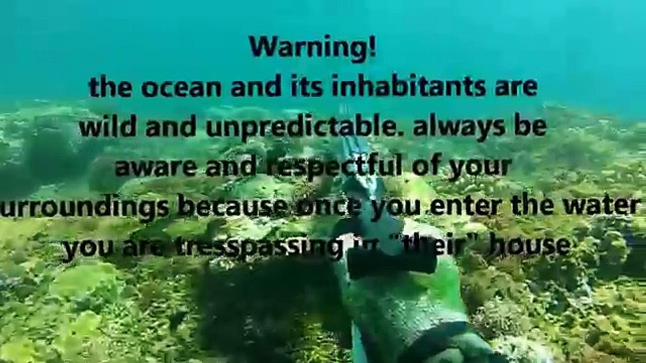 shark attack
