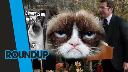 GRUMPY CAT IST TOT | roundup