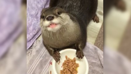 Une petite loutre dévore son repas