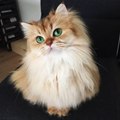 Top 30 des plus beaux chats d'Internet