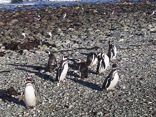 Pingouins