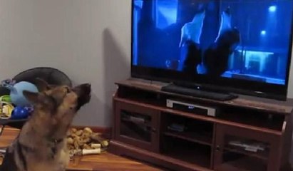 Bu kurt köpeği binlerce kez izlendi