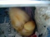 Ronflements trop mignons d'un bébé canard en train de dormir...