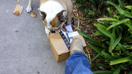 Ce chien est tellement content d'ouvrir son paquet amazon !