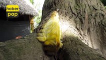 Flannel Moth Caterpillar: Tüylü tırtıl